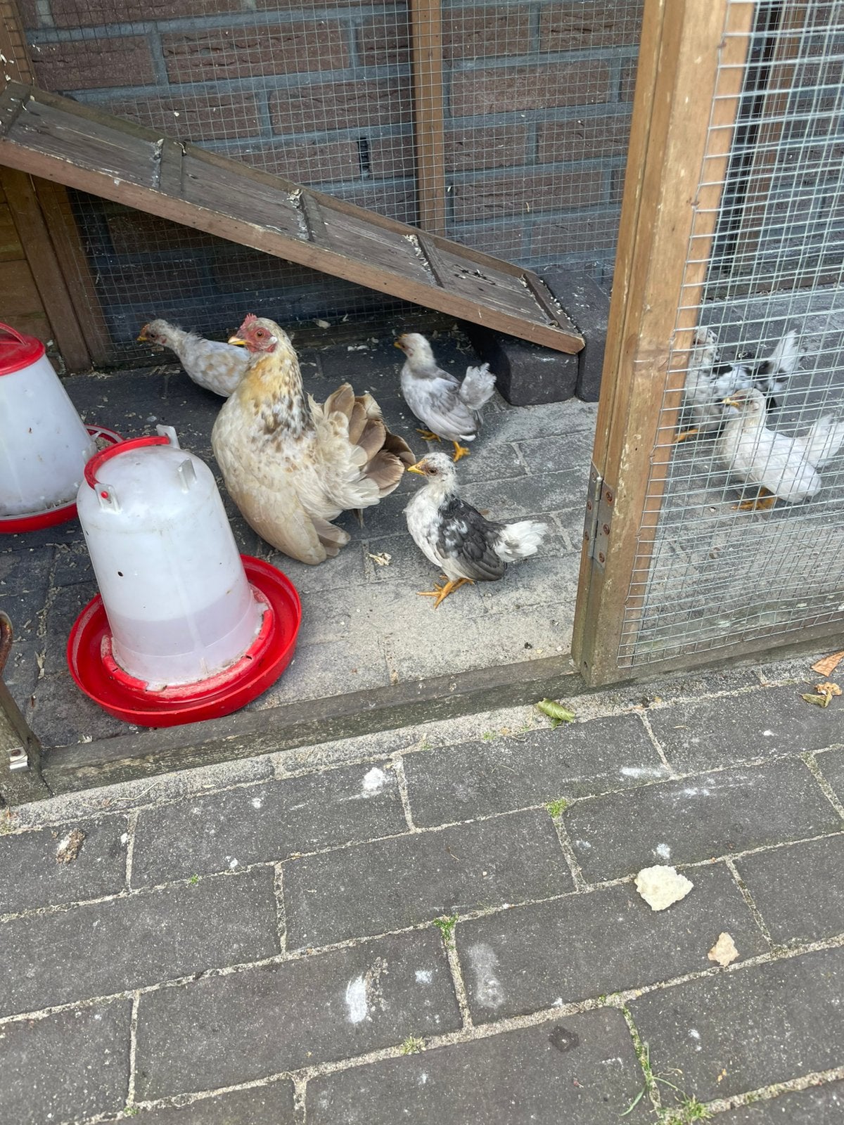 Serama kuikens natuurbroed, Dieren en Toebehoren, Meerdere dieren, Kip