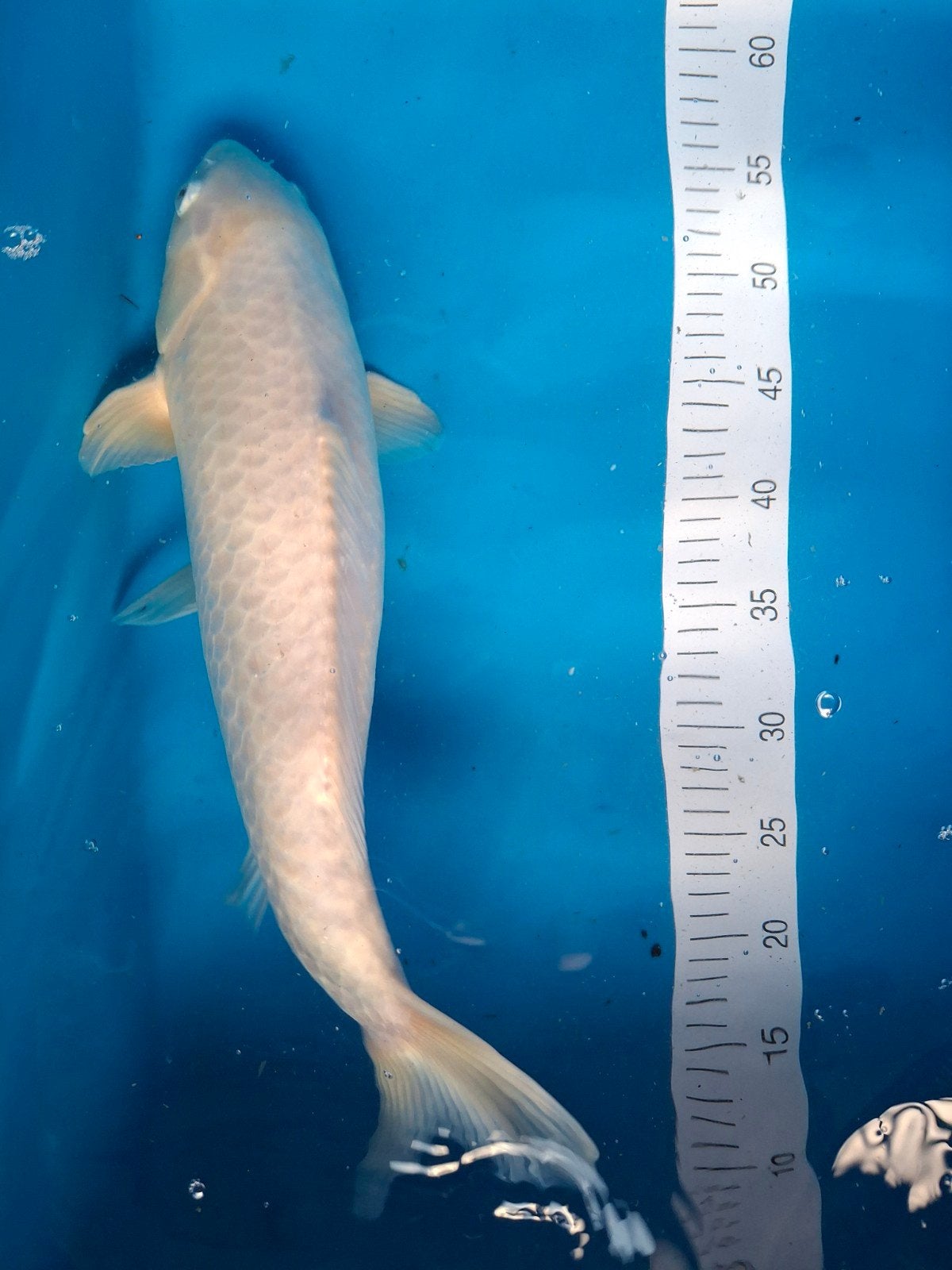 Koi platinum 45 cm., Karper of Koi