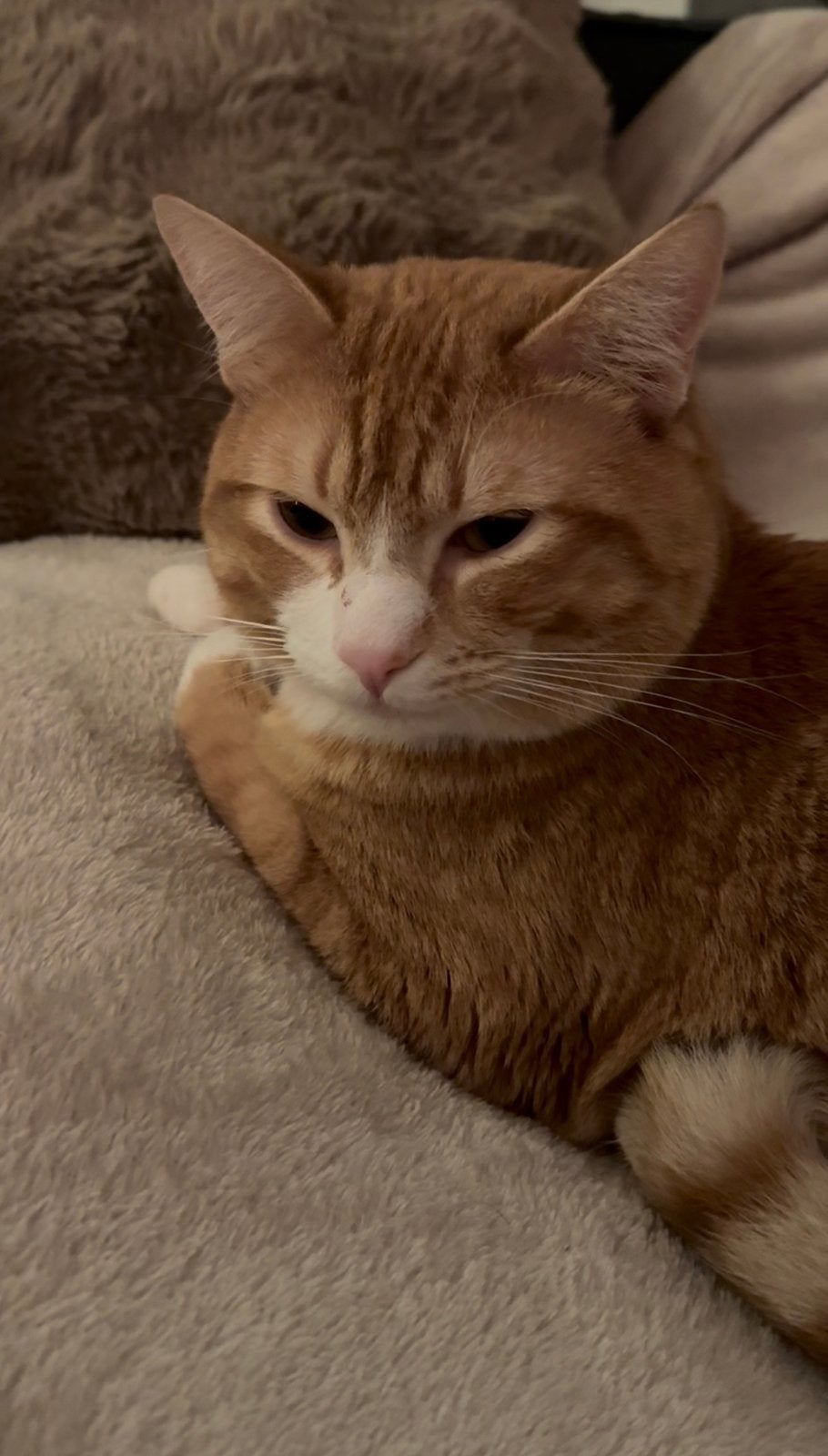 Mijn lieve rode kater zoekt een nieuw thuis, Dieren en Toebehoren, Katten en Kittens | Raskatten | Korthaar, Kater, 0 tot 2 jaar