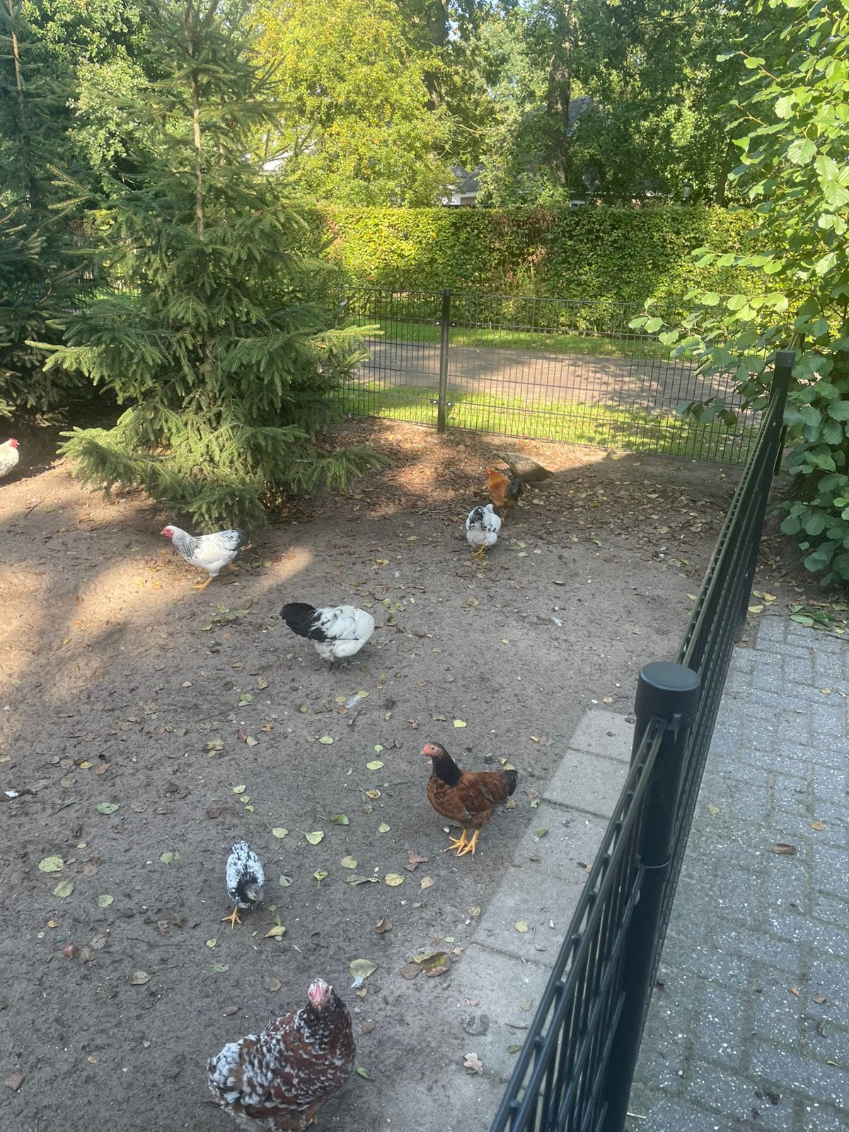 Diverse krielhanen van dit jaar. Gratis !!, Dieren en Toebehoren, Meerdere dieren, Eend
