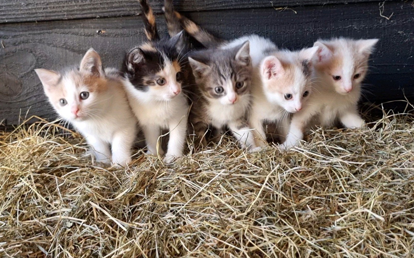 Lieve boerderij kittens, Dieren en Toebehoren, Katten en Kittens | Overige Katten, Meerdere dieren