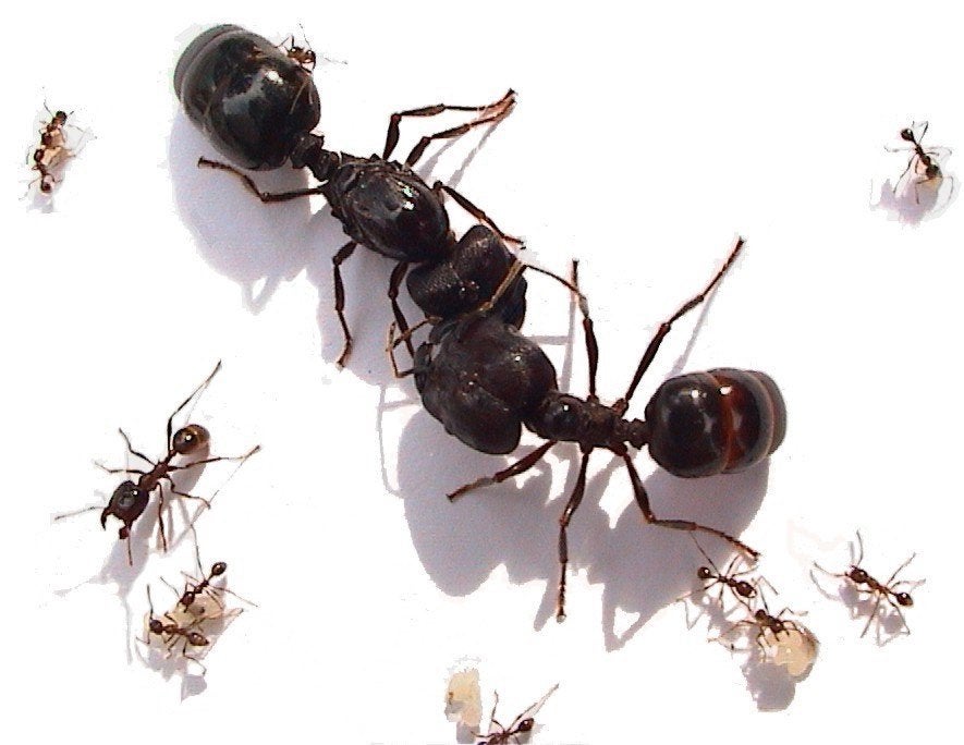 Carebara diversa 1koningin + 300 werksters (maurauder ants)