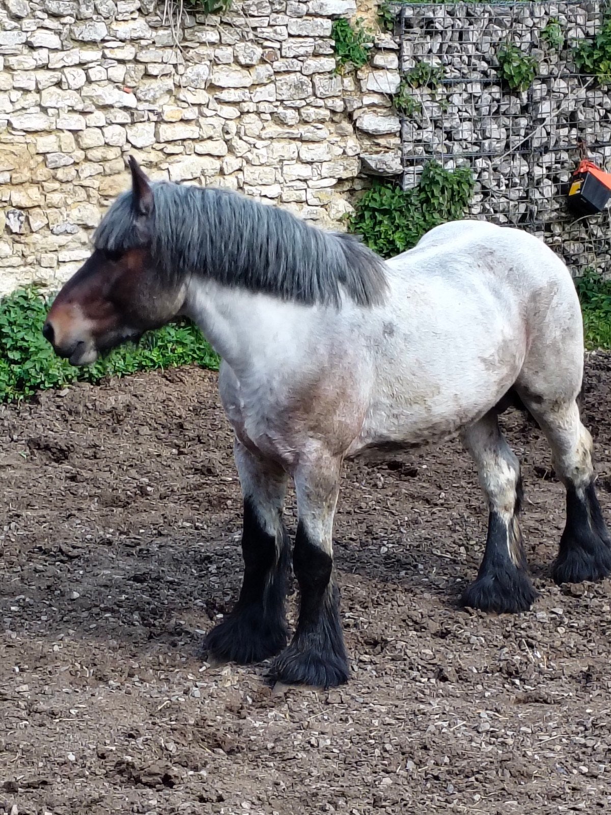 Trekpaard hengst 4 jaar, Dieren en Toebehoren, Paarden, Hengst, 0 tot 2 jaar