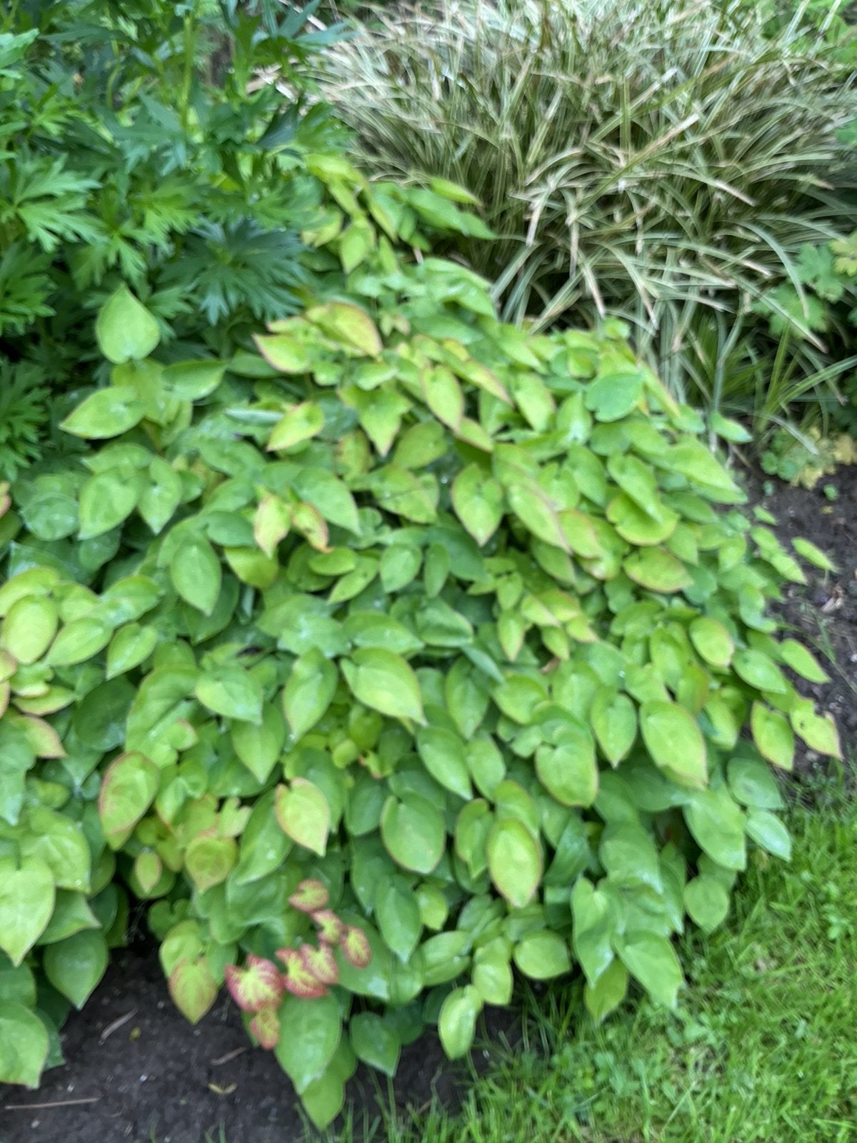 Epimedium Elfenbloem, Ophalen, Bodembedekkers, Halfschaduw