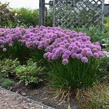 Vol in de knop Allium millenium (Sierui) in pot!, Ophalen, Volle zon