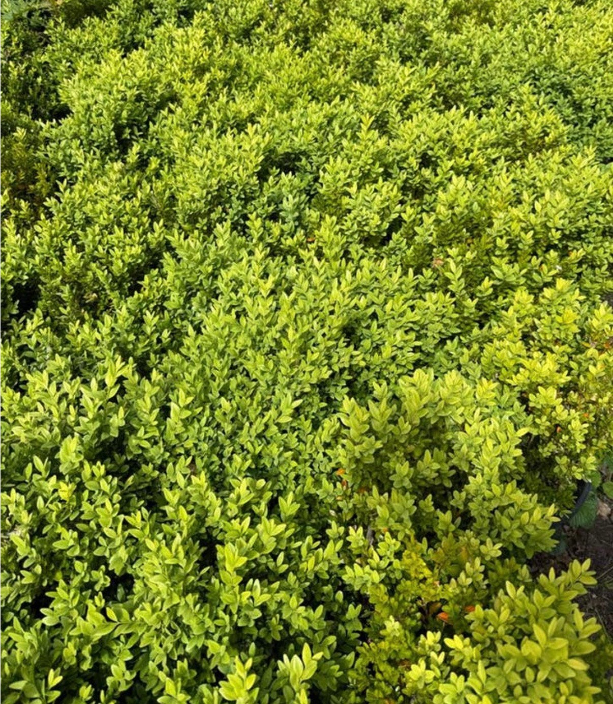 Buxus planten in pot, klaar voor de volle grond, Ophalen, Buxus, Minder dan 100 cm