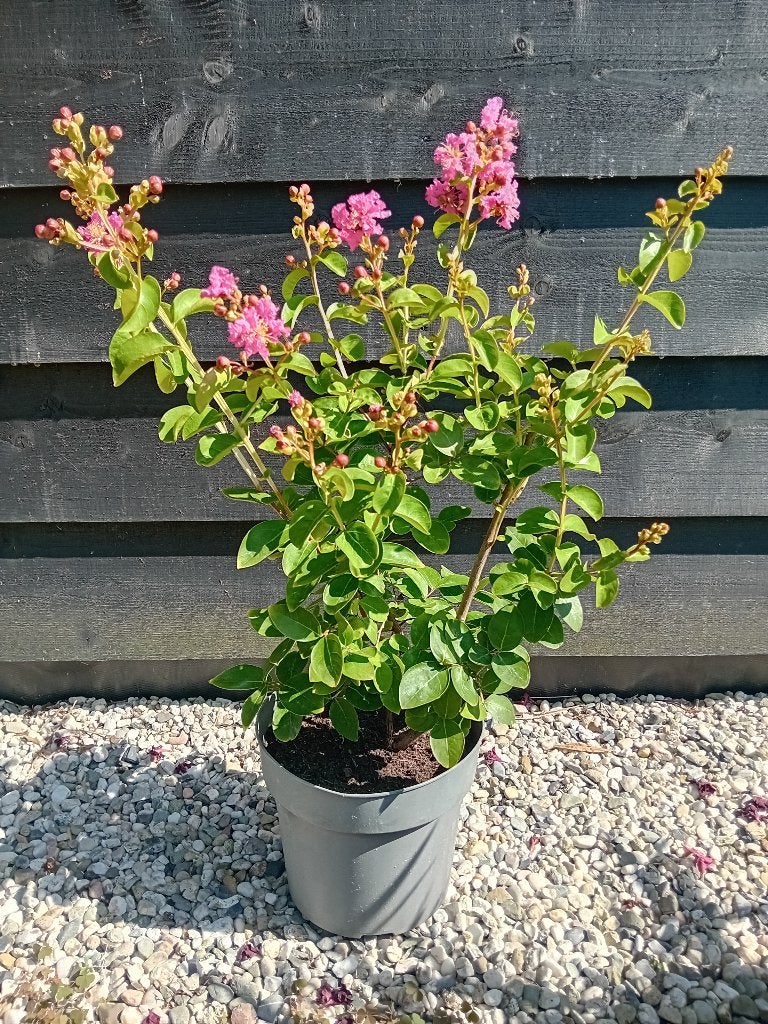 Lagerstroemia Satenau fuchsia kleur, Overige soorten, Volle zon, Vaste plant, Ophalen of Verzenden