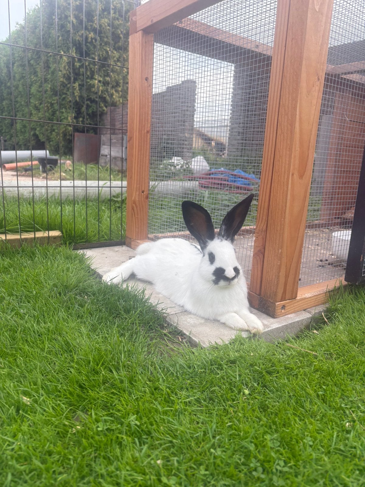 Lotharinger Groot Rammen, Mannelijk, Groot, 0 tot 2 jaar
