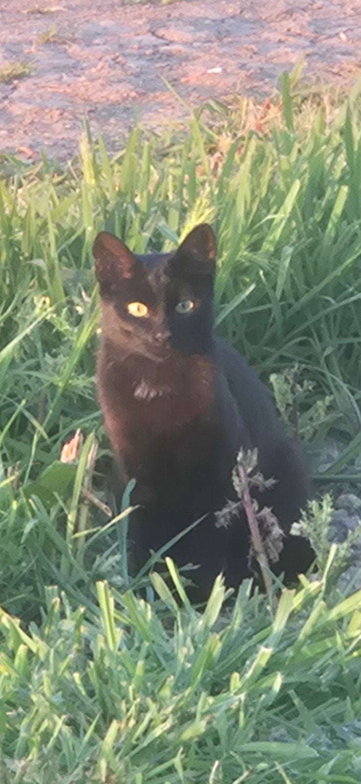 Kater gratis afhalen, Dieren en Toebehoren, Kater
