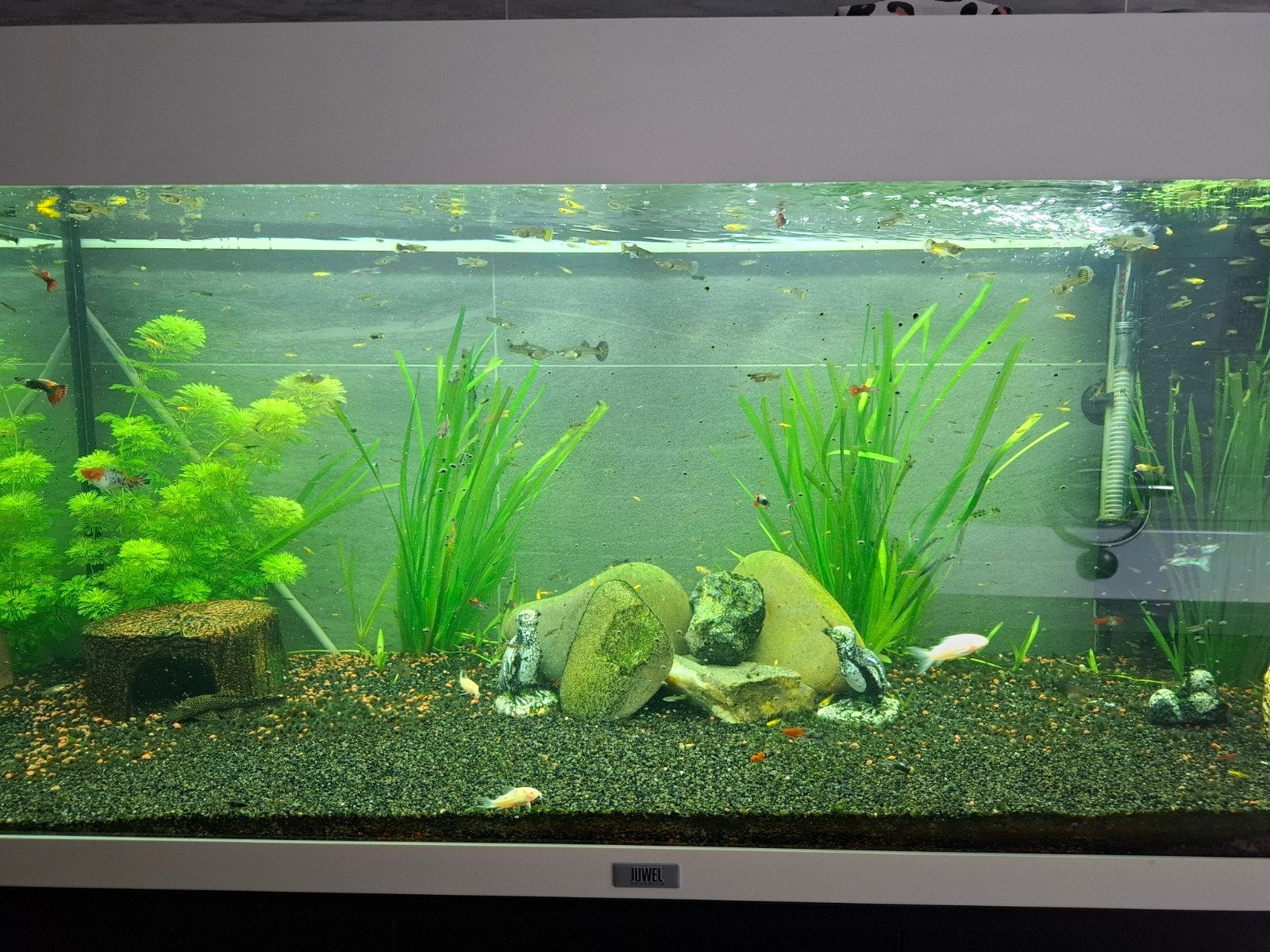 guppen te koop, Dieren en Toebehoren, Vissen | Aquariumvissen, Vis, Zoetwatervis