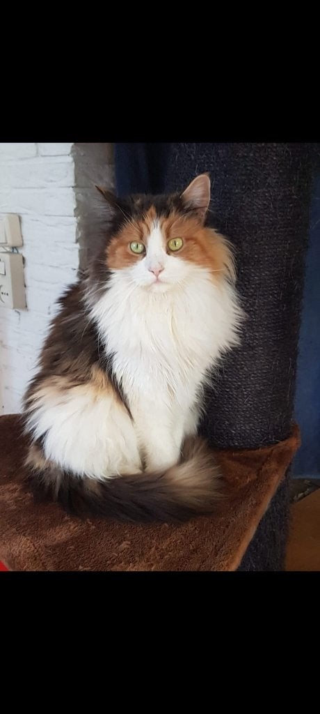Senior Maine Coon Poes, Poes, Met stamboom, 6 jaar of ouder