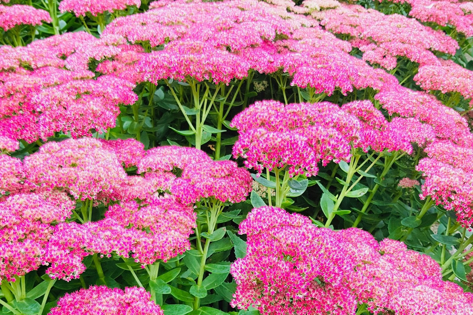 Sedum Spectabile ‘Herbstfreude’, Tuin en Terras, Ophalen of Verzenden, Overige soorten, Volle zon
