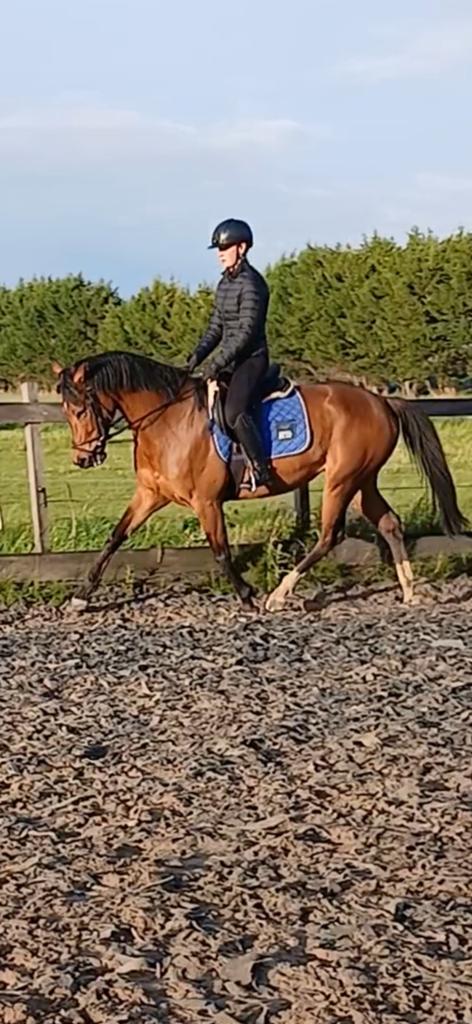 Mooie allround E pony v. Dreamboy, Merrie