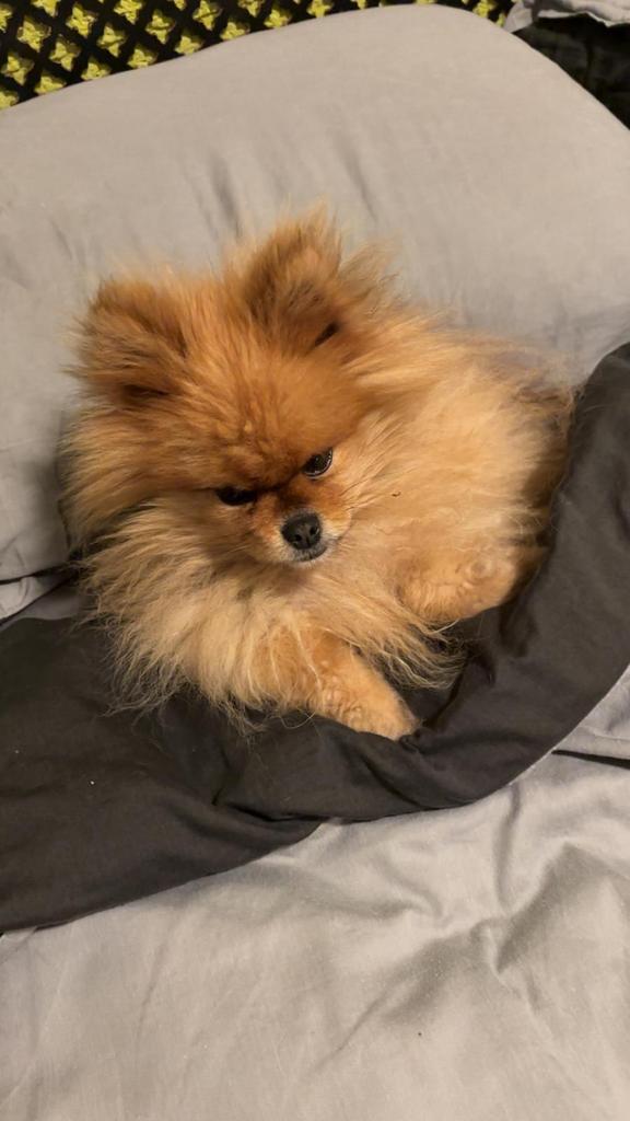 Pomeriaan, Dieren en Toebehoren, Honden | Poolhonden, Keeshonden en Oertypen, Meerdere, 3 tot 5 jaar, Nederland, Particulier