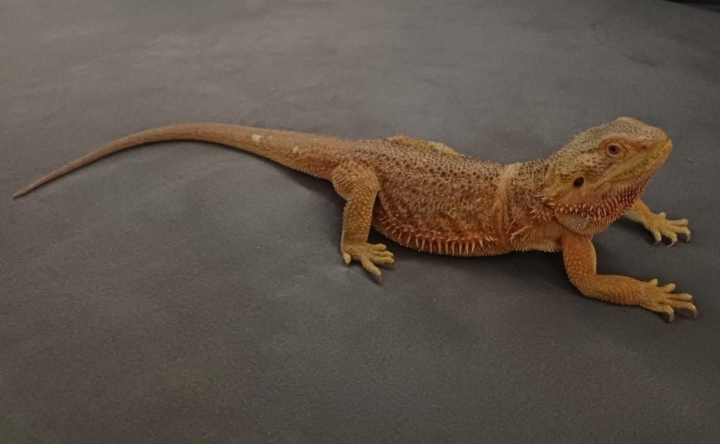 Baardagaam vrouw– niet bedoeld voor de kweek Bearded Dragon photo 2