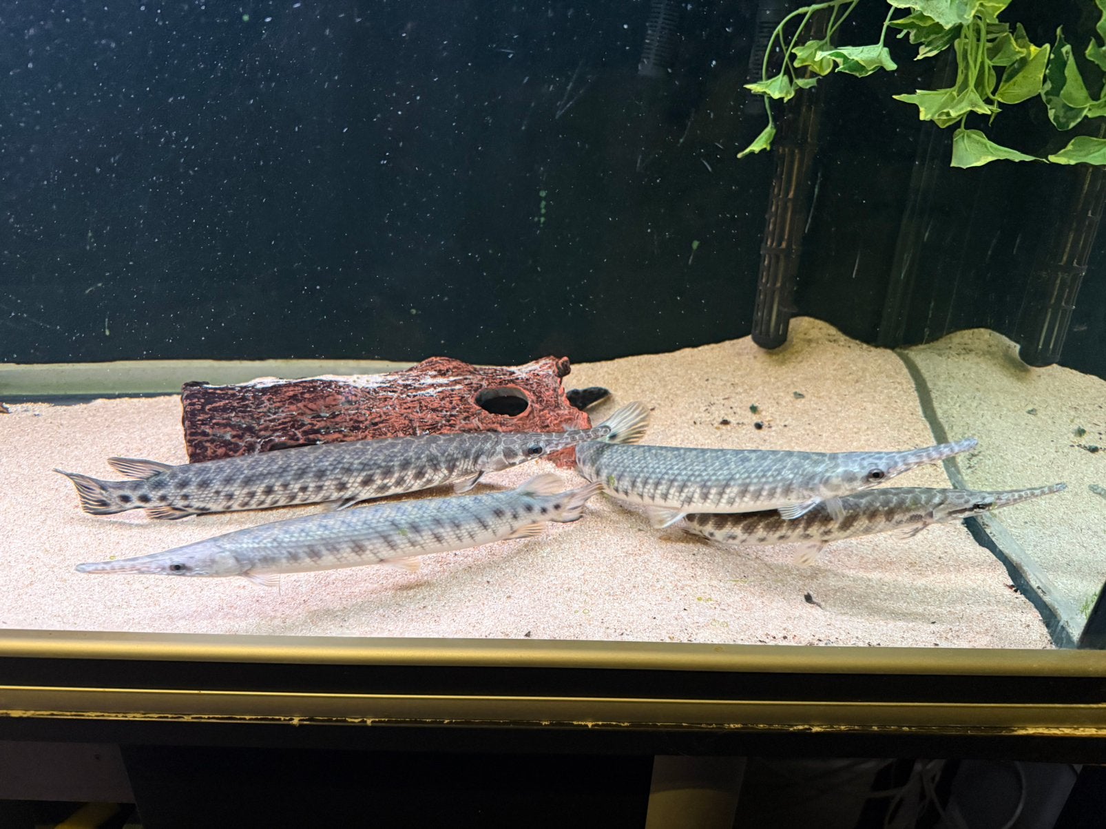 Spotted florida gar gars cichla arowana datnioides, Vis