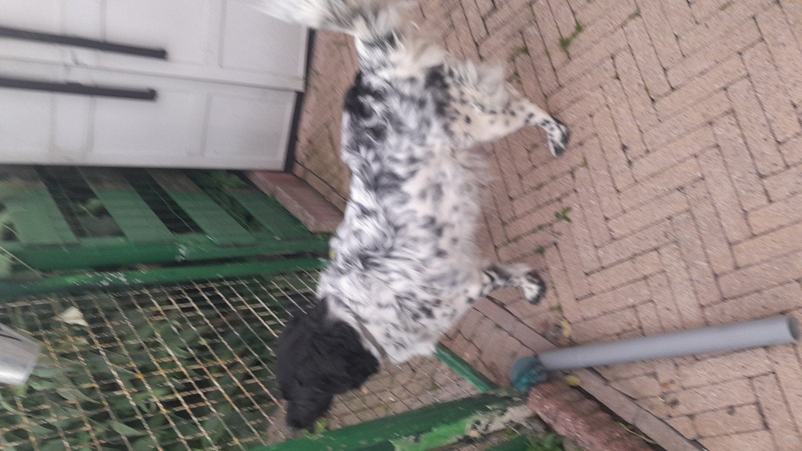 Friese stabij nog  4  puppy reutjes  en 1 teef raszuiver, Reu, 8 tot 15 weken, Meerdere, Middel