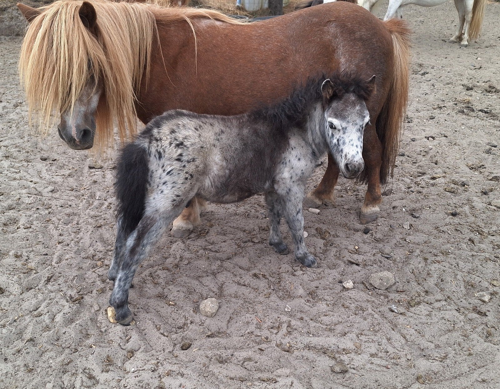 mini shetlander veulens, Dieren en Toebehoren, Pony's, Meerdere dieren, Niet van toepassing, A pony (tot 1.17m), 0 tot 2 jaar
