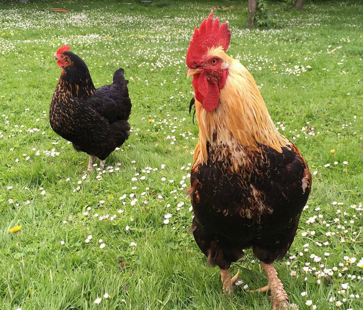 haan en kippen te koop, Meerdere dieren, Kip