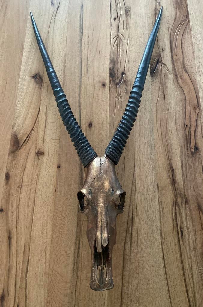 Antilope schedel, Ophalen, Zo goed als nieuw, Wild dier, Schedel
