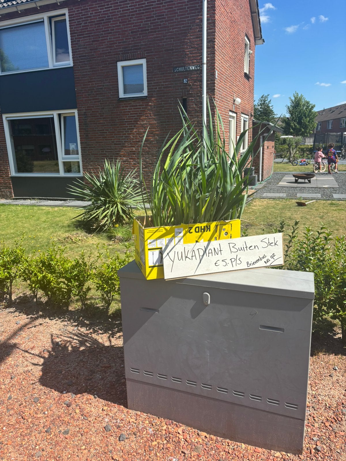 Yukaplant buiten verse steks, Ophalen, Zo goed als nieuw