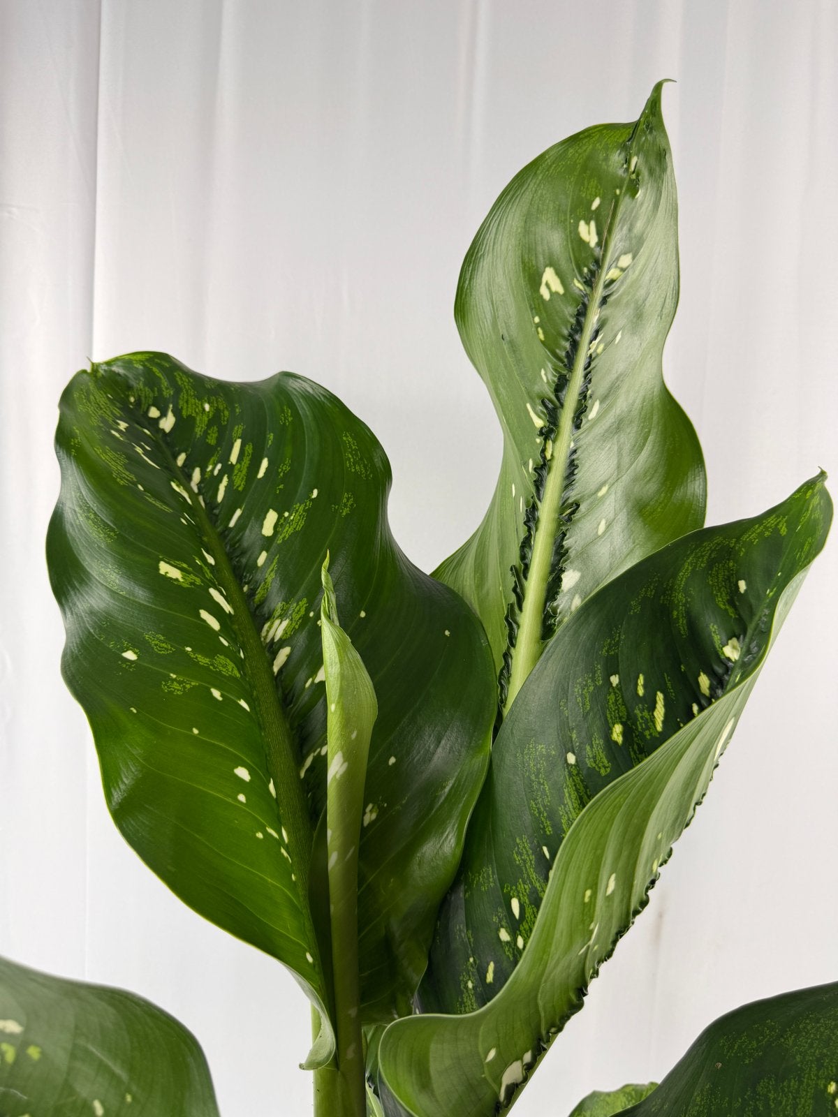 Nieuwe Dieffenbachia Caiman - Pot 17, Overige soorten, In pot, Minder dan 100 cm, Groene kamerplant