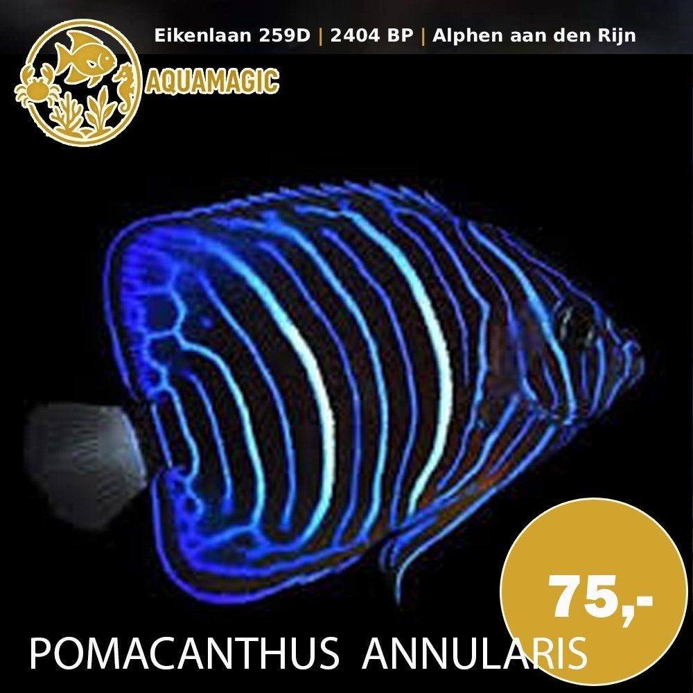 pomacanthus annularis juv, Dieren en Toebehoren, Vis, Zoutwatervis