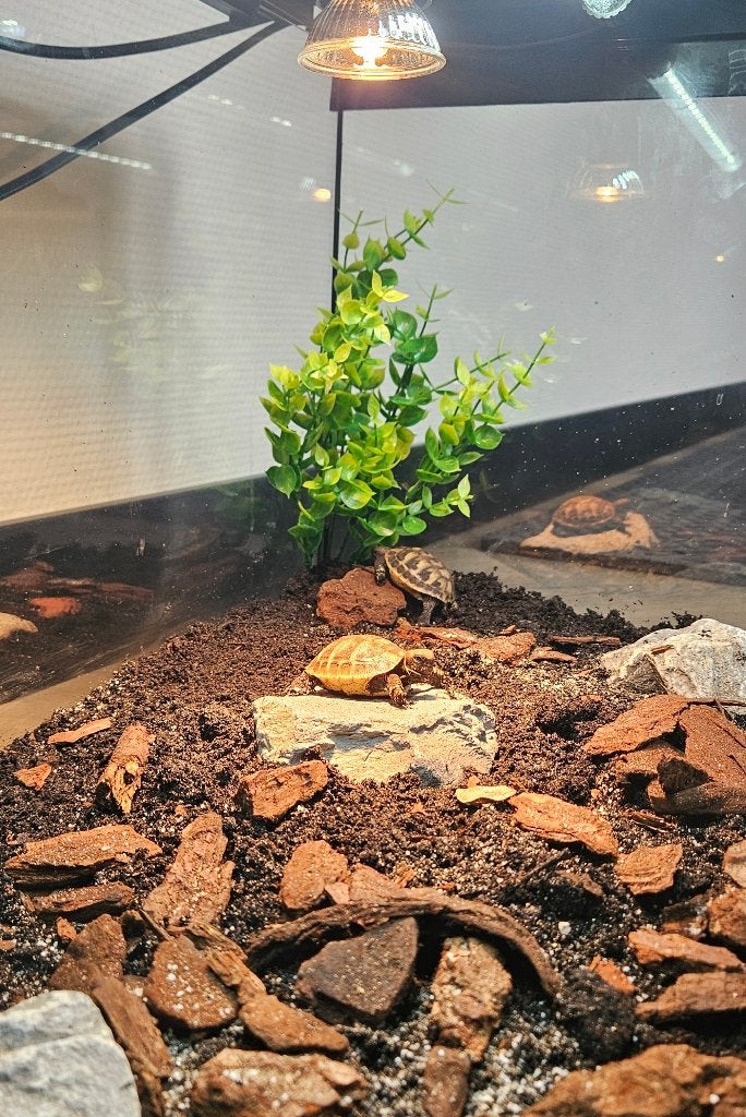 Griekse landschildpadjes incl. Juwel terrarium Tortoise photo 5