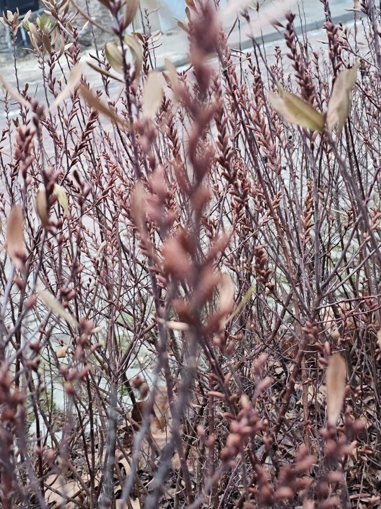 STRUIK Myrica gale Wilde gagel geur aromatisch(kruiden bier), Overige soorten, Volle zon, Vaste plant, Ophalen of Verzenden