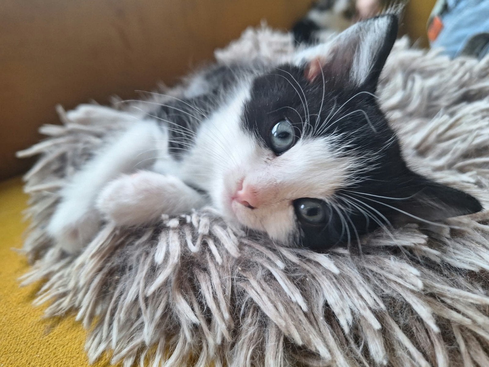 KITTENS geboren...HOERA!!!, Meerdere dieren