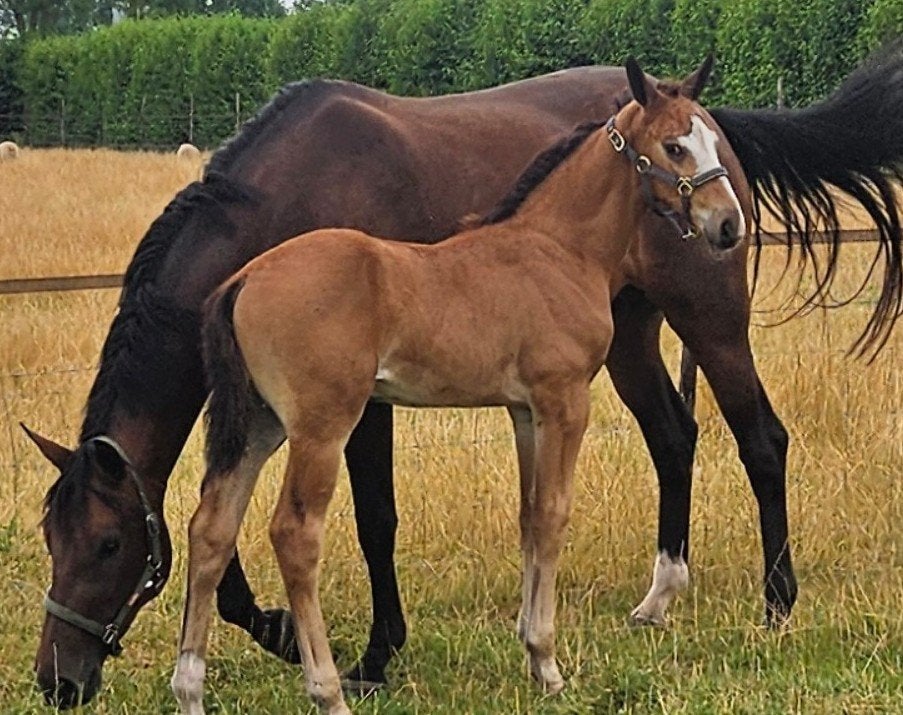 Mooi KWPN veulen van wereldkampioen Red Viper, Dieren en Toebehoren, Met stamboom, Niet van toepassing, Dressuurpaard, 0 tot 2 jaar