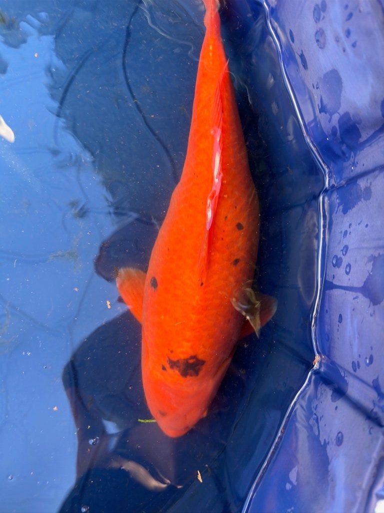 Goudvis ca 40 cm!, Goudvis(sen)