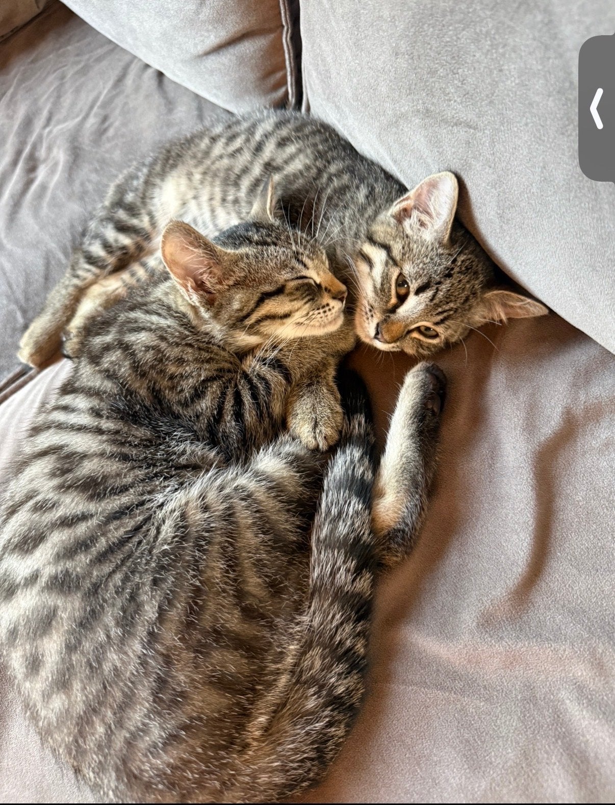2 kittens 5 maanden oud, Dieren en Toebehoren