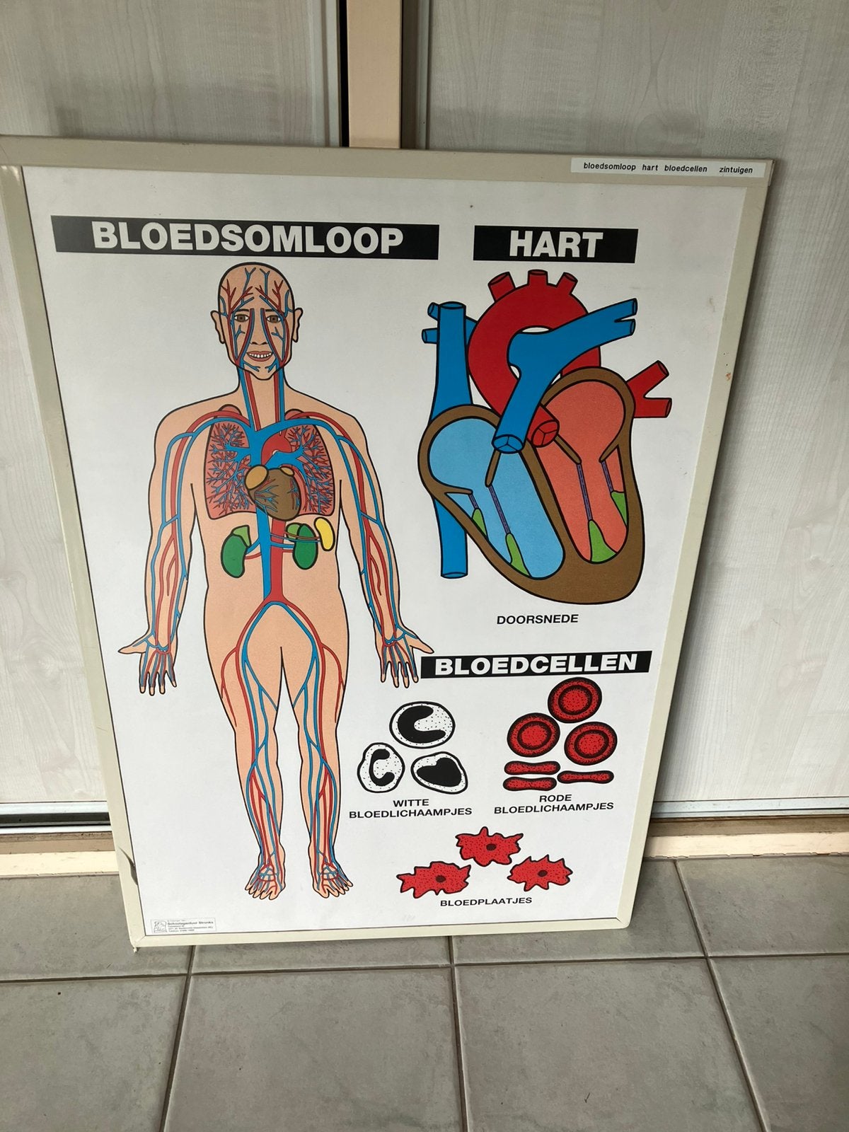 3 oude schoolplaten anatomie, Antiek en Kunst, Antiek | Schoolplaten, Ophalen, Natuur en Biologie