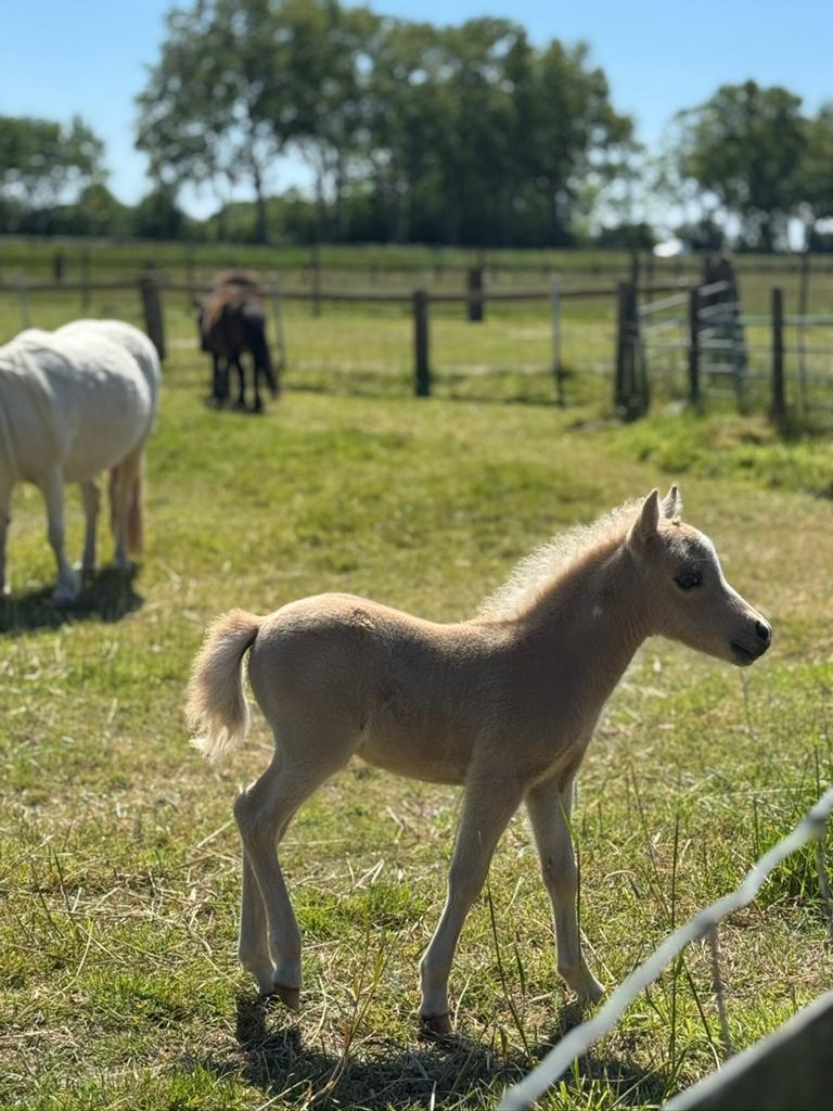 1-jarig NMPRS mini hengstje zeer klein blijvend (<86 cm), Dieren en Toebehoren, Pony's, Met stamboom, Niet van toepassing, 0 tot 2 jaar