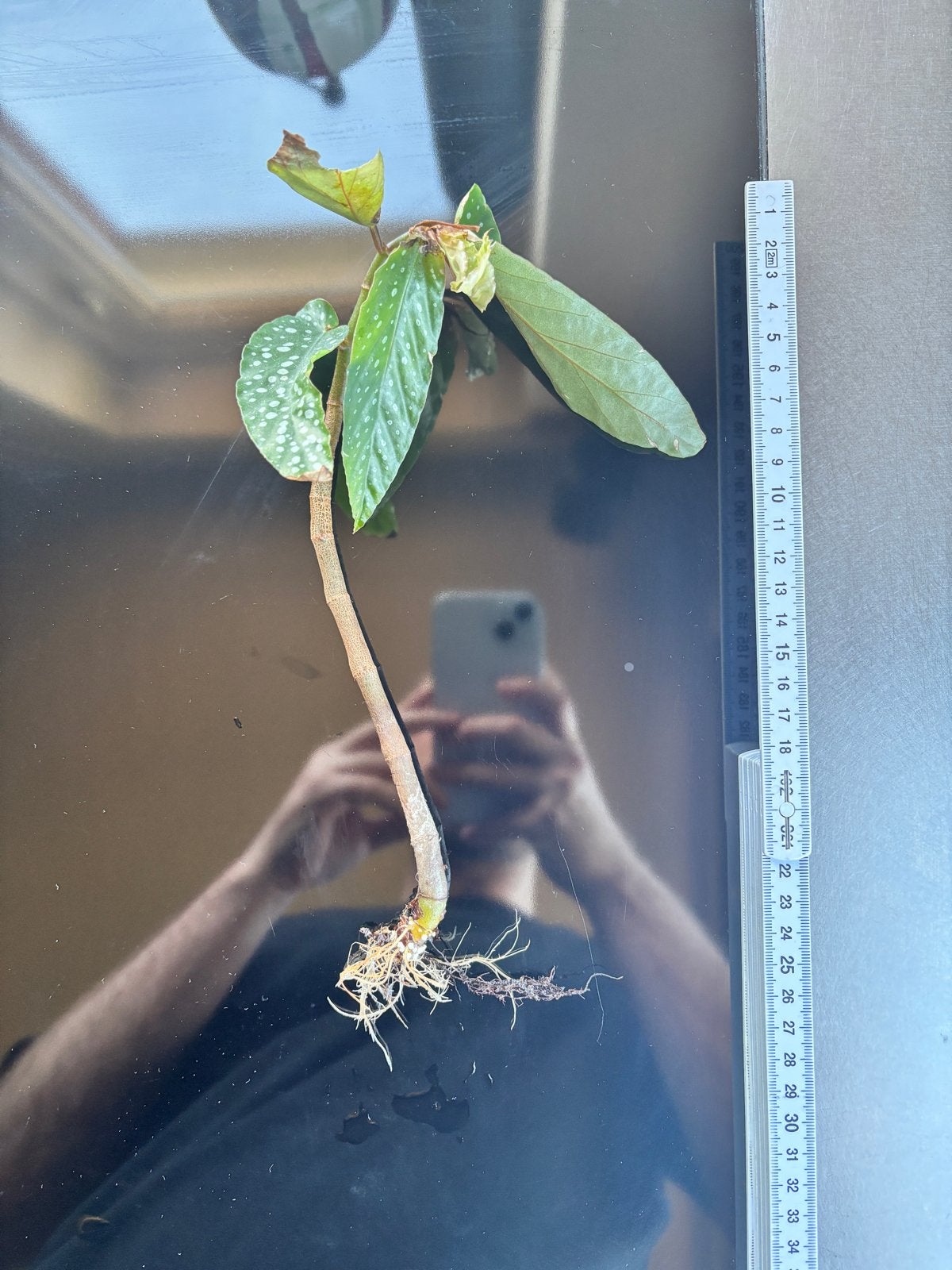 Stekjes Stippenbegonia - Per stuk of samen, Huis en Inrichting, Kamerplanten, Groene kamerplant, Ophalen, Halfschaduw
