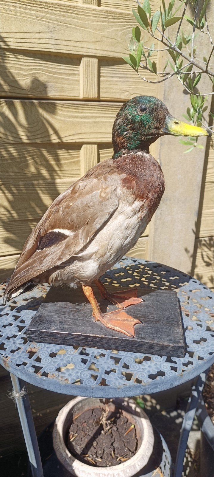 opgezet taxidermie eend, Ophalen of Verzenden, Vogel, Opgezet dier