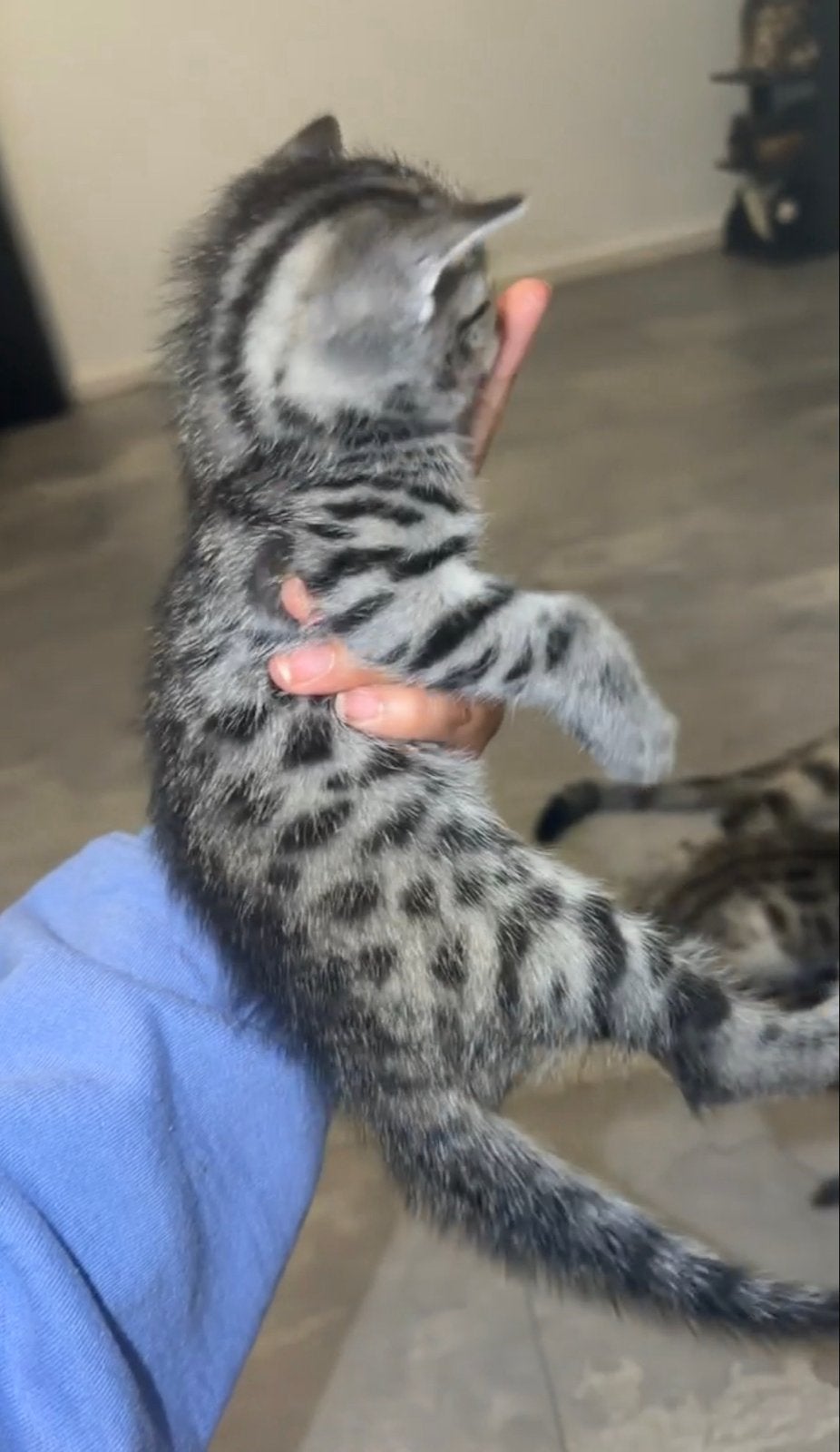 Grijze savannah kruising kitten, Kater