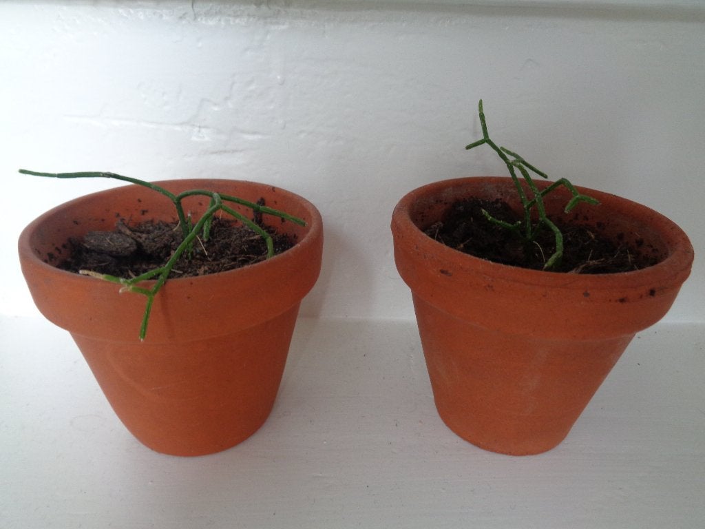 KORAALCACTUS Rhipsalis heteroclada in aardewerk potjes, Huis en Inrichting, Kamerplanten, Minder dan 100 cm, Halfschaduw, Ophalen