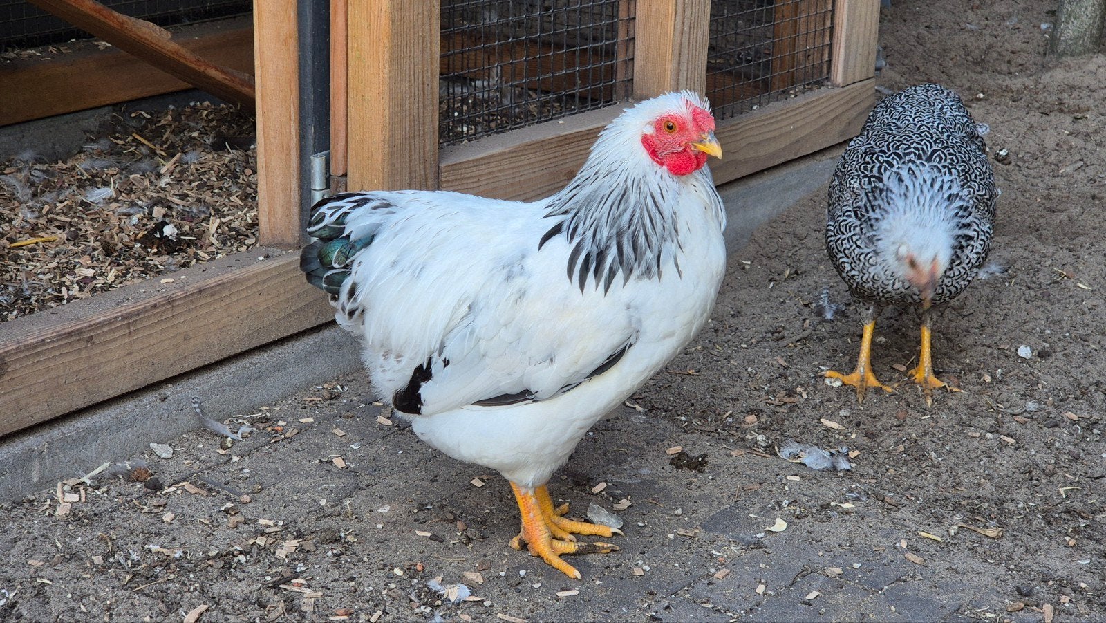 jonge wyandotte columbia haan, Dieren en Toebehoren, Mannelijk, Kip