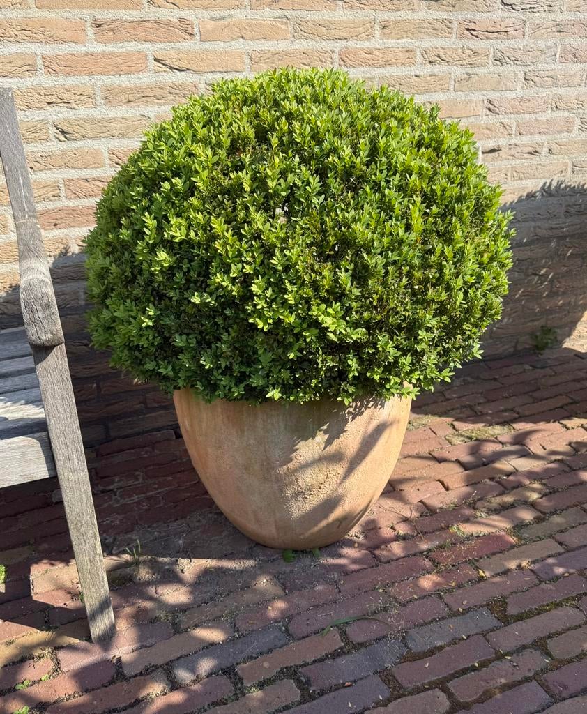 Buxus in aardewerk pot, Tuin en Terras, Ophalen of Verzenden, Buxus, Haag, Minder dan 100 cm
