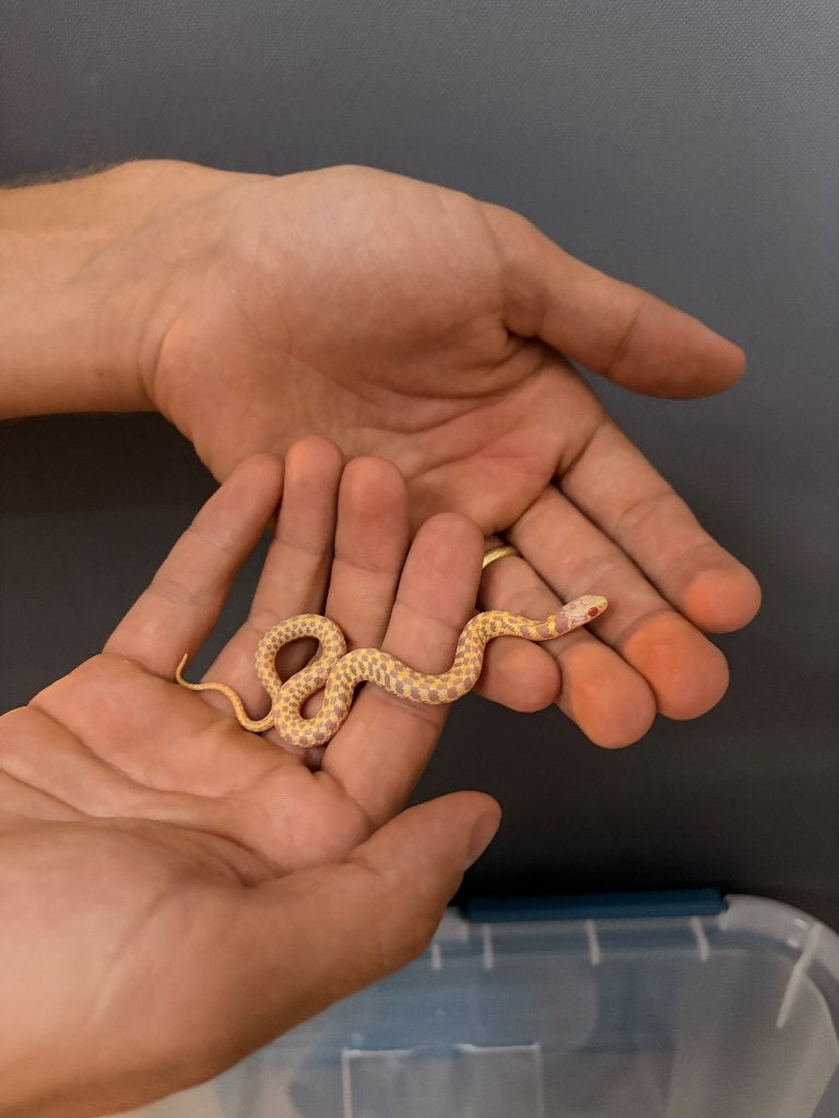 Thamnophis marcianus kouseband slang jongen, Dieren en Toebehoren, Slang, 0 tot 2 jaar