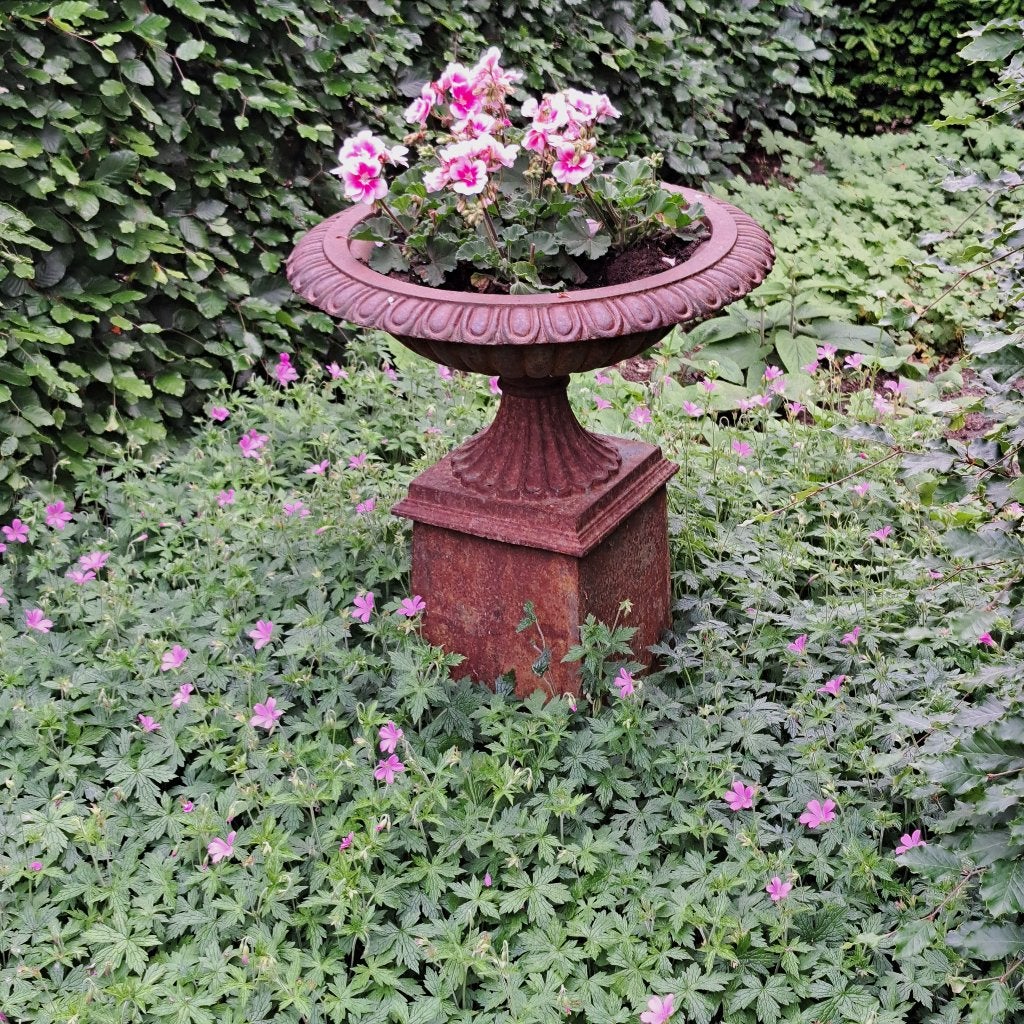 Geranium endressi rose vaste plant, Overige soorten, Vaste plant, Ophalen of Verzenden, Halfschaduw