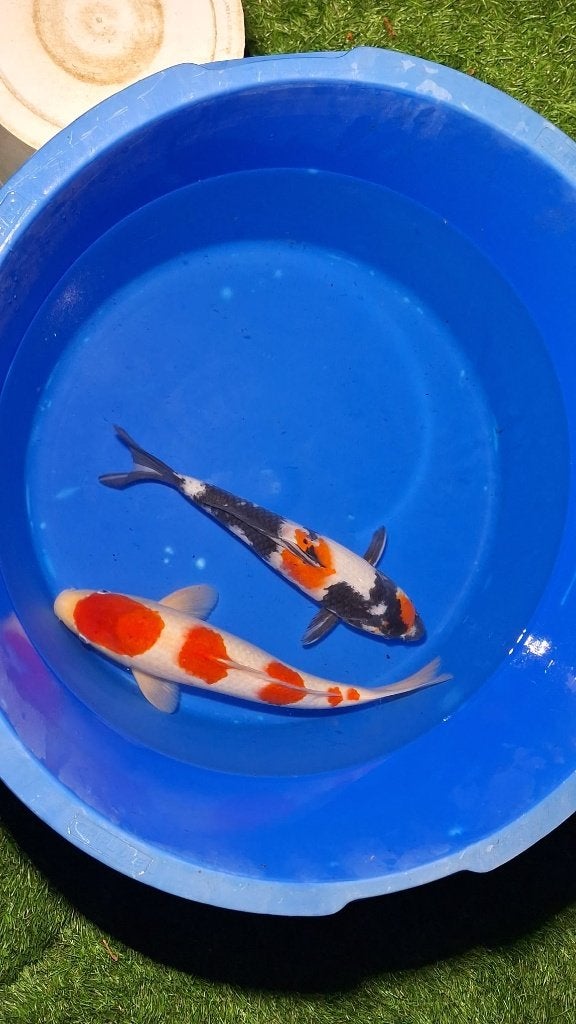 Hoge kwaliteit koi ivbm stoppen hobby, Karper of Koi