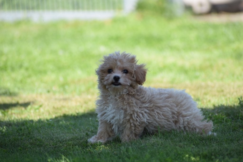 Maltipoo pups mooie keuze, Dieren en Toebehoren, Honden | Niet-rashonden, België, 15 weken tot 1 jaar, Meerdere, Meerdere dieren