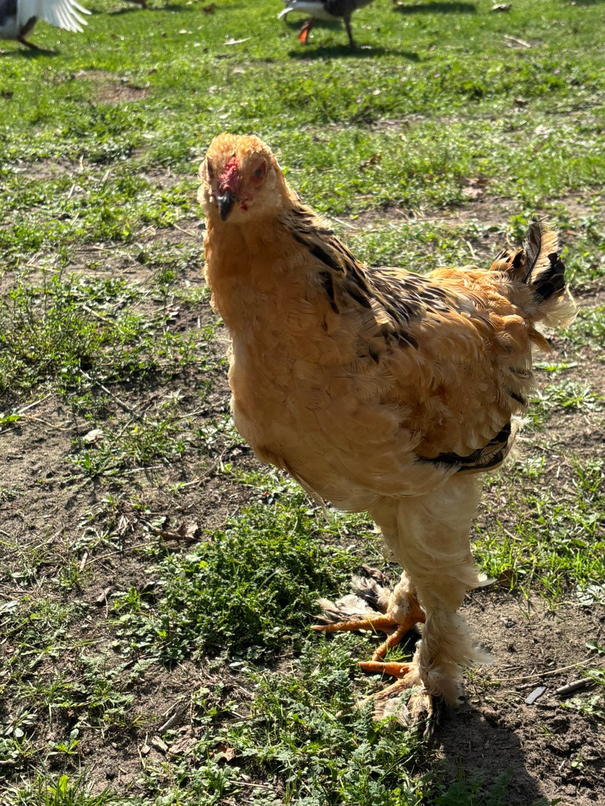 Brahma haan, Dieren en Toebehoren, Mannelijk, Kip