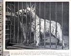 Artis 1917; 2 in artis geboren gestreepte hyena's, Verzenden, Voor 1940, Gebruikt, Dier