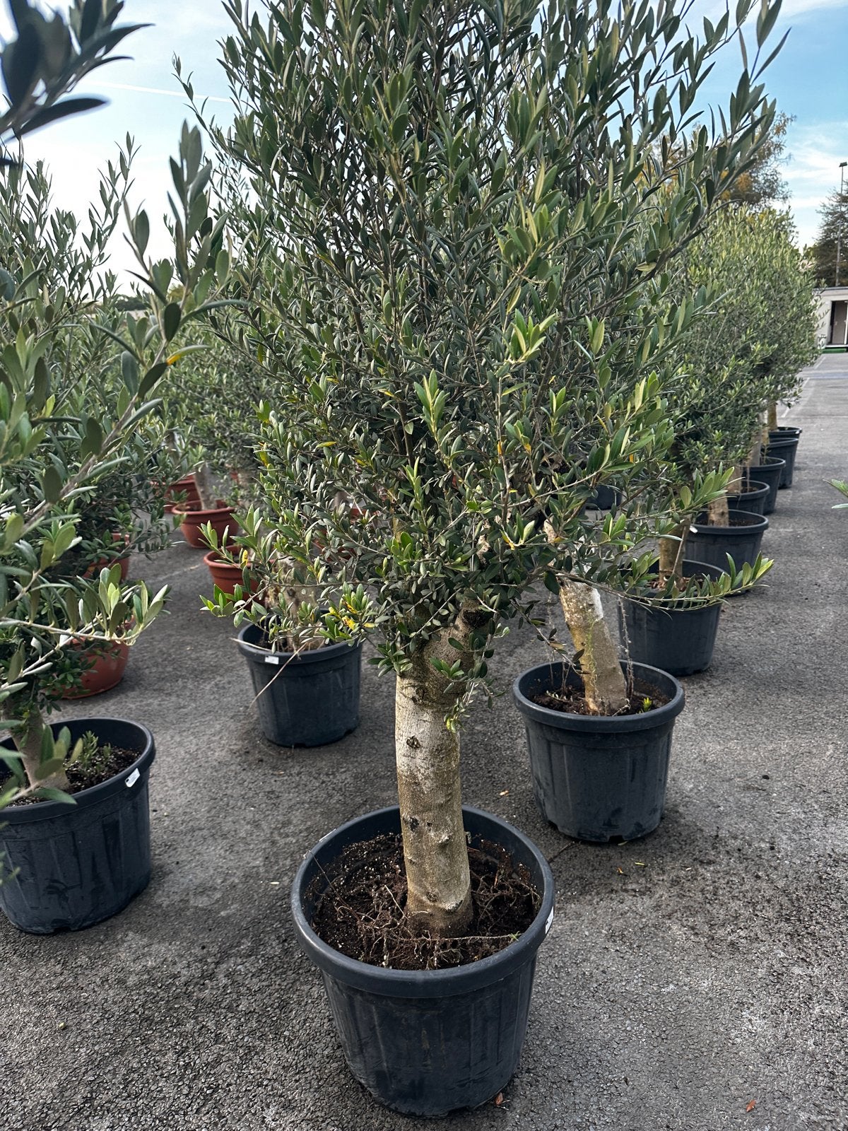 Olijfboom 180cm, 45Lt pot, Ophalen of Verzenden