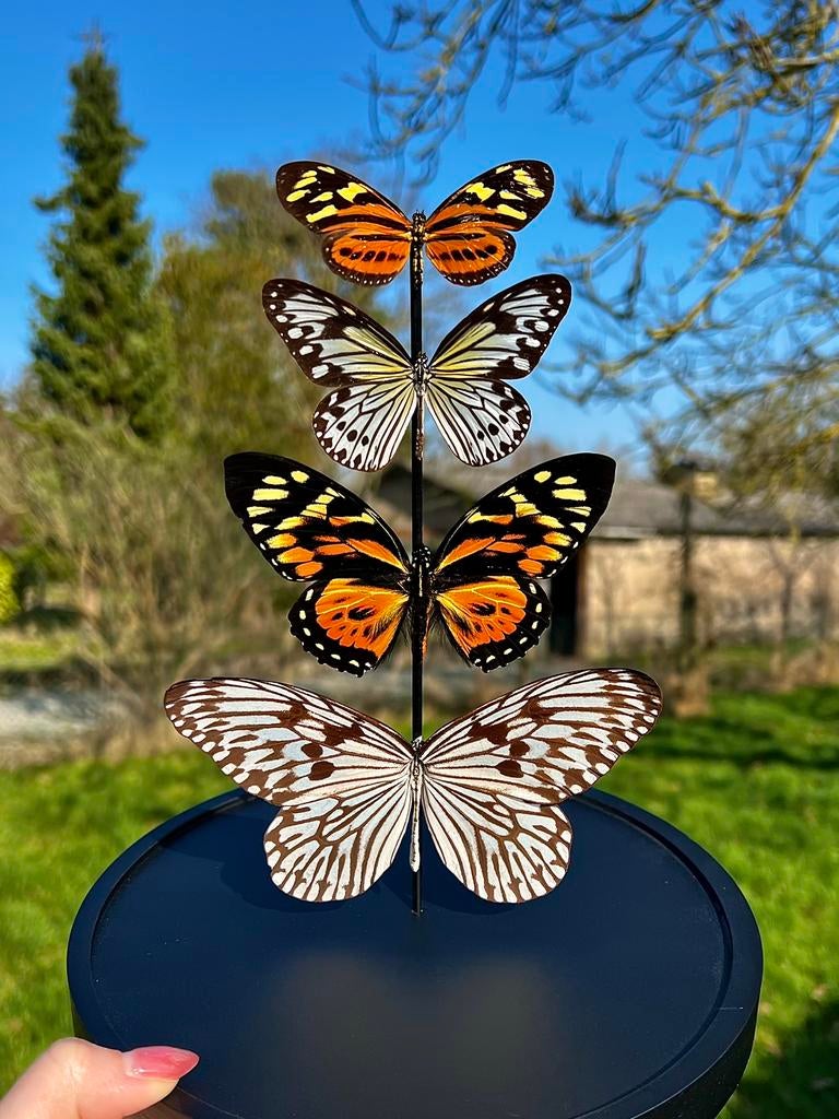 Opgezette vlinder - diverse vlinders, Ophalen of Verzenden, Zo goed als nieuw, Insect, Opgezet dier