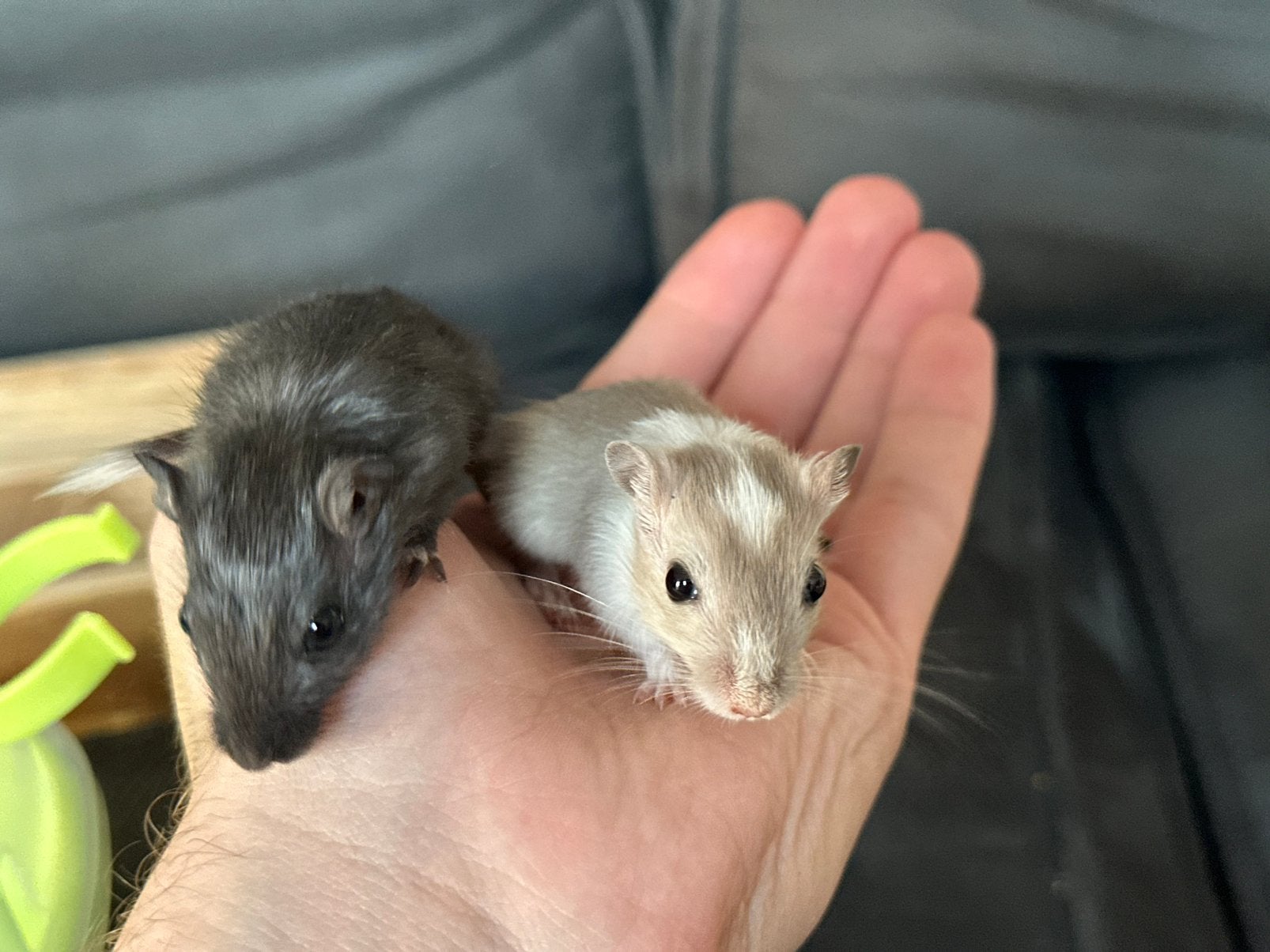 Leuke gerbils broertjes!, Juni, Mannelijk, Overige typen, Tam